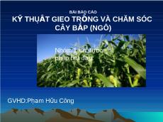 Bài báo cáo Kỹ thuật gieo trồng và chăm sóc cây bắp (ngô) - Phạm Hữu Công