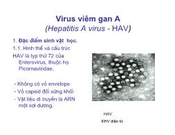 Bài giảng Virus viêm gan A