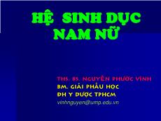 Bài giảng Hệ sinh dục nam nữ - Nguyễn Phước Vĩnh