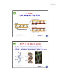 Bài giảng Sinh học phần tử - Chương 3: Quá trình sao chép DNA - Nguyễn Hữu Trí