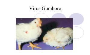Bài giảng Virus Gumboro