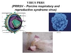 Bài giảng Virus PRRS (PRRSV – Porcine respiratory and reproductive syndrome virus)